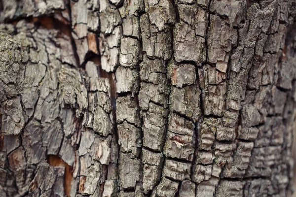 天然木の質感の背景 古い老木樹皮のマクロを閉じます 要約オークの木の自然背景や壁紙 曲線形状ラインを持つ異常なパターン表面 — ストック写真