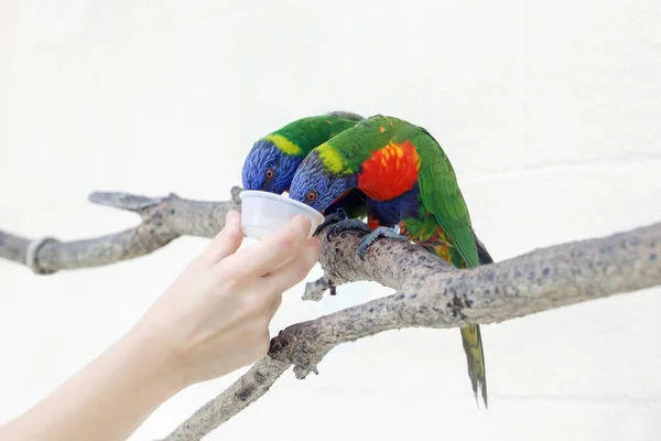 Zoomitarbeiter Füttern Lorikeet Papageien Schöne Wilde Tropische Tiere Vögel Sitzen — Stockfoto