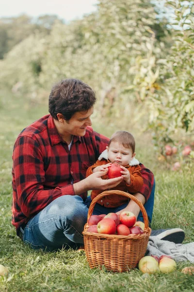 Счастливый Отец Маленьким Мальчиком Ферме Собирает Яблоки Плетеной Корзине Сбор — стоковое фото