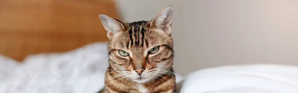 Evcil Kedi Evde Yatağında Oturmuş Kameraya Bakıyor Kabarık Tüylü Çizgili — Stok fotoğraf