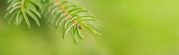 Hermoso Fondo Árbol Primavera Natural Ramas Pino Verde Claro Con —  Fotos de Stock