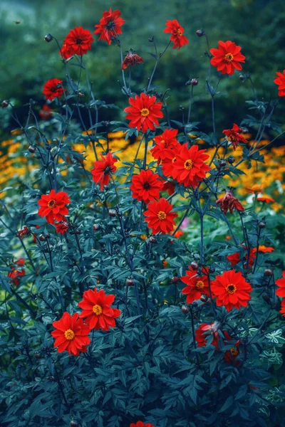 Beautiful Red Dahlia Flowers Blue Green Background Dark Art Moody — Stock Photo, Image