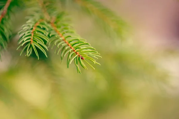 Vacker Naturlig Våren Träd Bakgrund Ljusgröna Tallgrenar Med Små Knoppar — Stockfoto