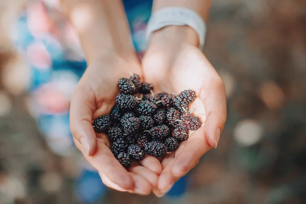 Nahaufnahme Menschlicher Hände Mit Frischen Reifen Sommerbeeren Eine Handvoll Schwarzer — Stockfoto