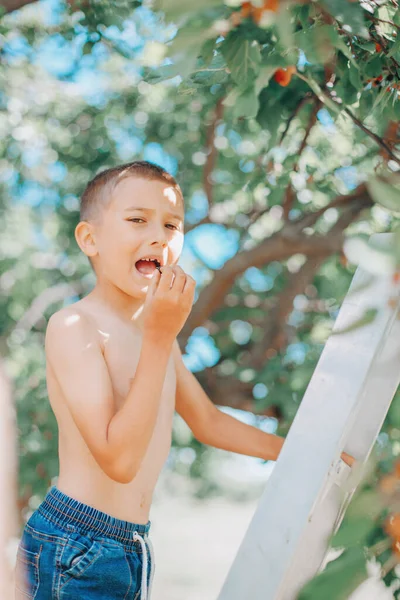 Söt Vit Pojke Som Står Stege Och Plockar Bär Gården — Stockfoto