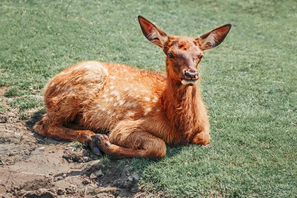 Carino Giovane Daino Cervo Cervo Cerbiatto Sdraiato Sul Terreno Erboso — Foto Stock