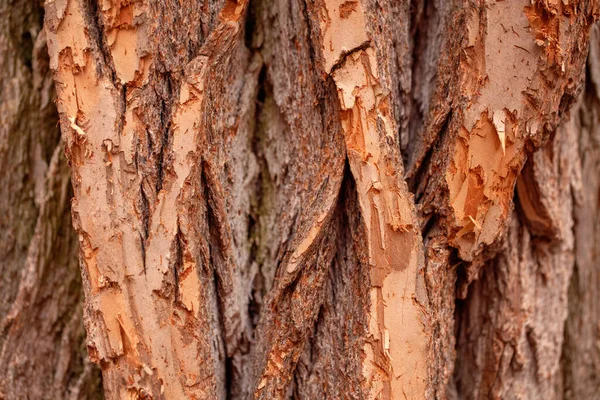 Fondo Textura Madera Natural Primer Plano Macro Corteza Árbol Viejo —  Fotos de Stock