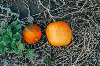 Sonbahar hasadı. Çiftlikte yetişen şirin kırmızı organik balkabakları. Bahçede yerde yatan kırmızı sarı olgun balkabakları. Doğal ekolojik altyapı. Cadılar Bayramı Şükran Günü. 