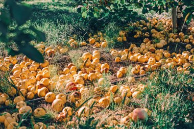 Meyve bahçesinde yerde olgun sarı elmalar. Organik düşen çürük meyveler çiftlikteki elma ağaçlarının altına düştü. Kırsalda güneşli bir sonbahar günü. Eko doğal arkaplan.