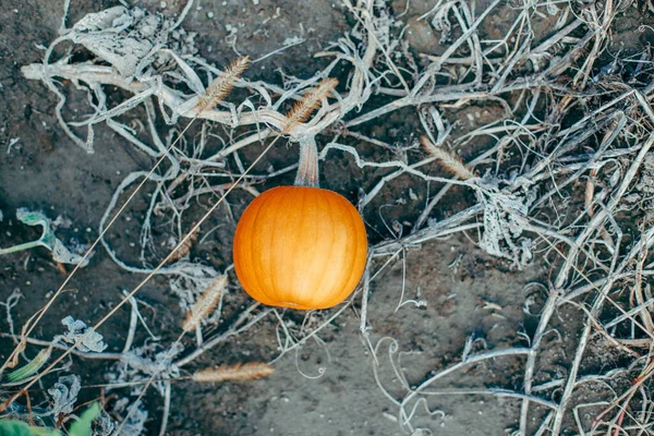 Осенний Осенний Урожай Милая Маленькая Красная Органическая Тыква Растущая Ферме — стоковое фото