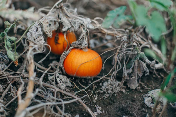 Herfst Herfstoogst Leuke Kleine Rode Biologische Pompoenen Groeien Boerderij Rood — Stockfoto