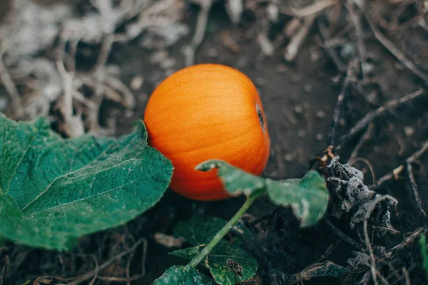 Otoño Cosecha Otoño Linda Pequeña Calabaza Roja Orgánica Creciendo Granja —  Fotos de Stock