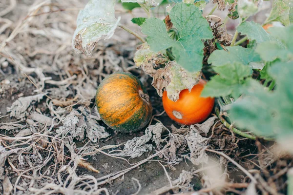 Herbsternte Niedliche Rote Und Grüne Bio Kürbisse Wachsen Auf Dem — Stockfoto