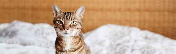 Beau Chat Animal Assis Sur Lit Dans Chambre Coucher Maison — Photo