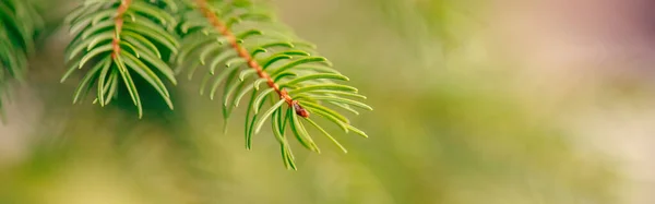 Hermoso Fondo Árbol Primavera Natural Ramas Pino Verde Claro Con —  Fotos de Stock