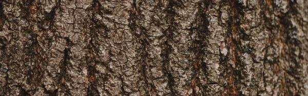 天然木の質感の背景 古い老木樹皮パターン表面のクローズアップマクロ 要約オークの木の自然背景や壁紙 Webバナーヘッダー — ストック写真
