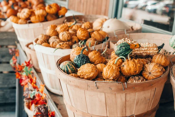 Zucche Rosse Gialle Verdi Cestini Dal Negozio Azienda Vendemmia Autunnale — Foto Stock