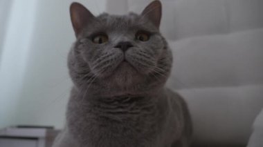 İngiliz Gri Kedisinin Etrafı İzleyen Portresi