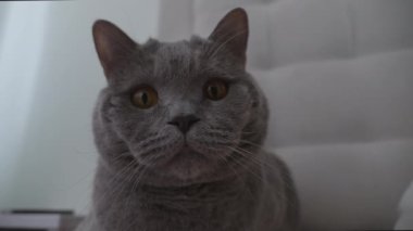 İngiliz Gri Kedisinin Etrafı İzleyen Portresi