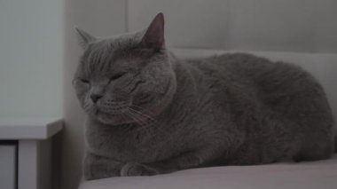 İngiliz Gri Kedisi Yatakta Uzanıyor ve Etrafa Bakınıyor