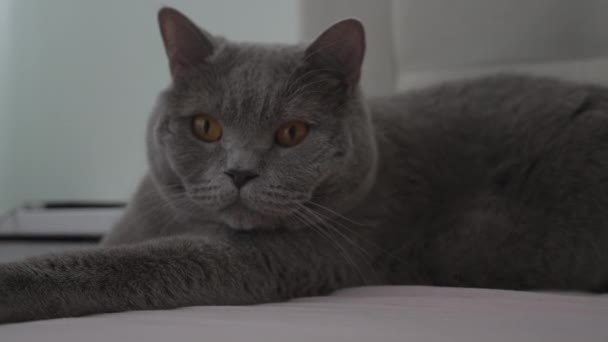 Britânico cinza gato deitado na cama assistindo ao redor — Vídeo de Stock