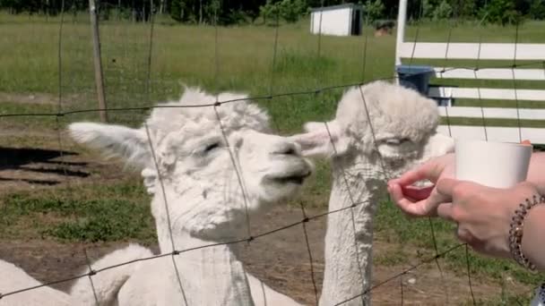 Alpaca Eating for Human Hands. Alpaca Farm. Zoo Animals — Stock Video