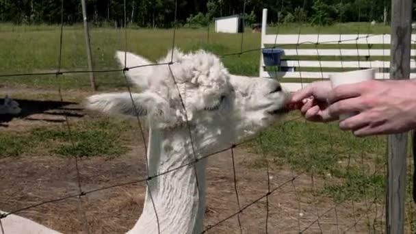 Alpaka jedząca za ludzkie ręce. Farma Alpaka. Zwierzęta w ogrodach zoologicznych — Wideo stockowe