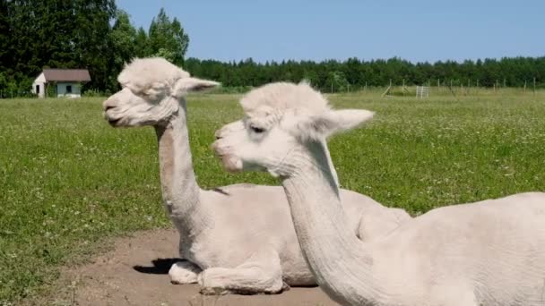 Alpacas Farm. Zoo Animals. Alpacas in field. — Stock Video