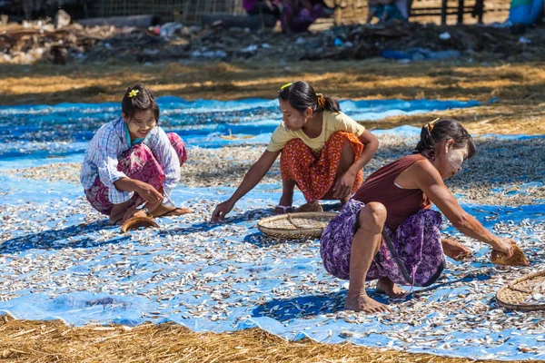 Ngapali Μιανμάρ Δεκέμβριος 2014 Γυναίκες Ξήρανση Ψαριών Στη Θάλασσα Στην — Φωτογραφία Αρχείου