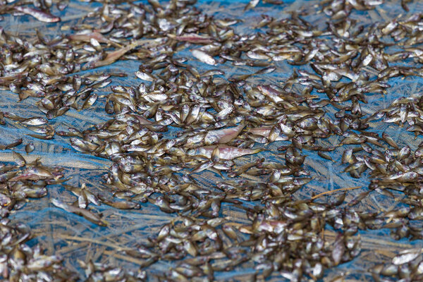 Сушка морской рыбы на пляже деревни Тандве, недалеко от пляжа Нгапали, в Мьянме
