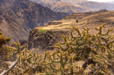 Peru 'daki Chivay yakınlarındaki Colca Kanyonu' nun panoramik manzarası.
