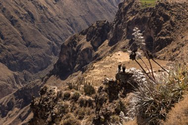 Peru 'da Chivay yakınlarındaki Colca Kanyonu' nda iki akbabanın panoramik görüntüsü.
