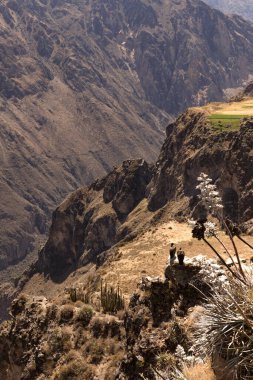 Peru 'da Chivay yakınlarındaki Colca Kanyonu' nda iki akbabanın panoramik görüntüsü.