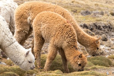 And Dağları 'nda Peru alpakası