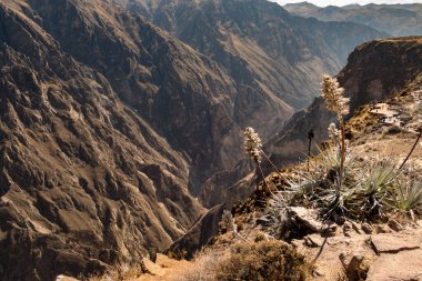 Peru 'daki Chivay yakınlarındaki Colca Kanyonu' nun panoramik manzarası.