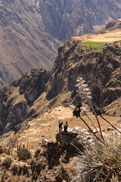 Kilátás Két Kondorra Colca Kanyonban Chivay Közelében Peruban — Stock Fotó