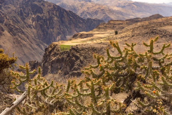 Vista Panorámica Del Cañón Del Colca Cerca Chivay Perú —  Fotos de Stock