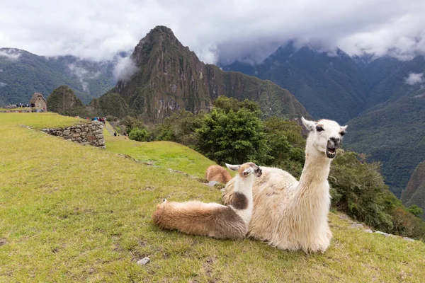 Lama Ruïnes Van Machu Picchu Peru — Stockfoto