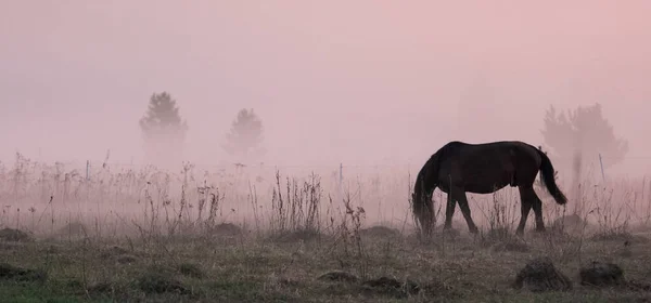 The horse grazes in a clearing. Fog on the meadow where the horse grazes.