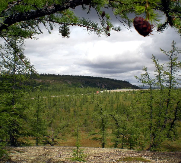Taiga in the Russian north. Coniferous forest in early September in the north.