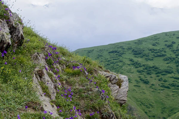 Wilde Paarse Bloemen Een Hoge Groene Heuvel Planten Een Wandelpad — Stockfoto