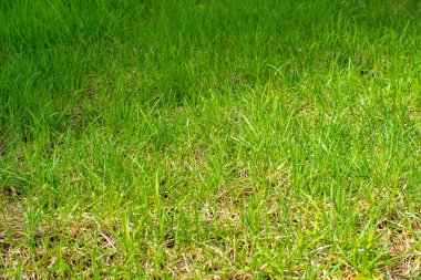 Arka plan için uzun yeşil çimen dokusu. Örnek için yeşil çimen yüzeyi. Çapraz güneş ışığının düştüğü temiz, parlak bir çayır. Eğitim, golf ya da futbol sahası konsepti, fotokopi alanına yakın çekim