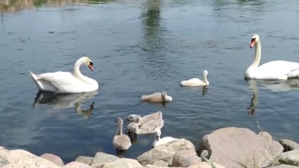Swans and her babies. Ugly ducklings. — Stock Video