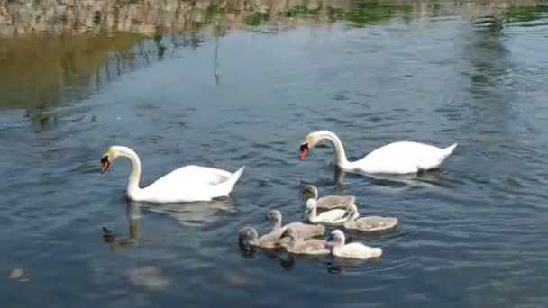 Swans and her babies. Ugly ducklings. — Stock Video