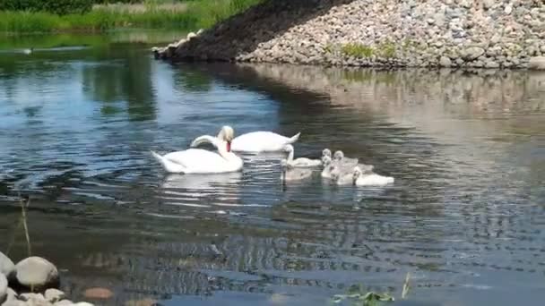 Swans and her babies. Ugly ducklings. — Stock Video