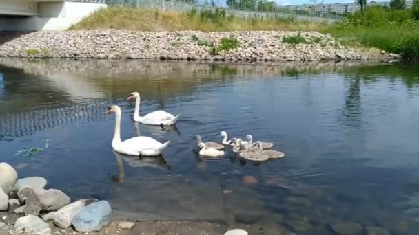 Swans and her babies. Ugly ducklings. — Stock Video