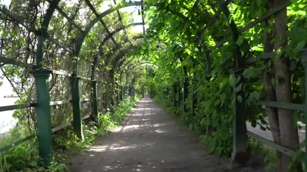 Caminhando Longo Beco Verde Parque — Vídeo de Stock