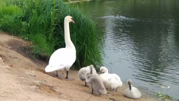 Swans y sus bebés. Patos feos . — Vídeos de Stock