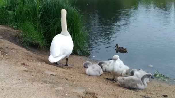 Swans and her babies. Ugly ducklings. — Stock Video