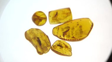 Kehribar taşı. Tarih öncesi fosil böcek makro ile otantik Baltık amber. Cam büyütme ve amber artan.